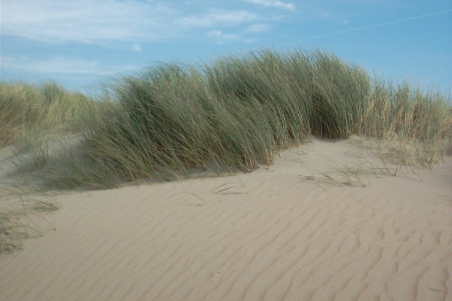 Dune Dropping